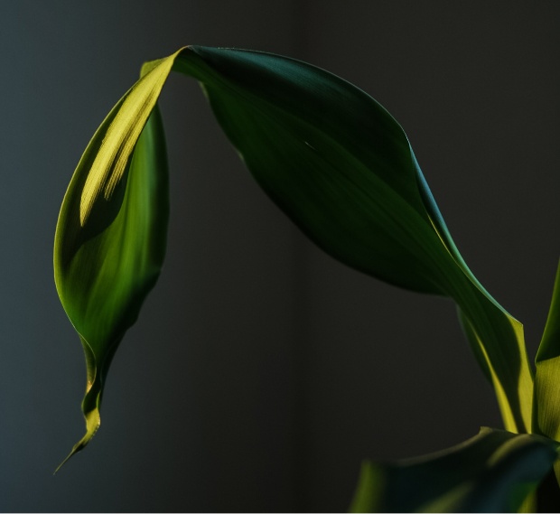 Vixan – Creative Agency
